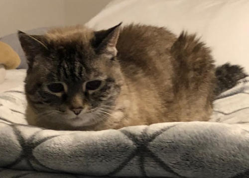 Fluffy