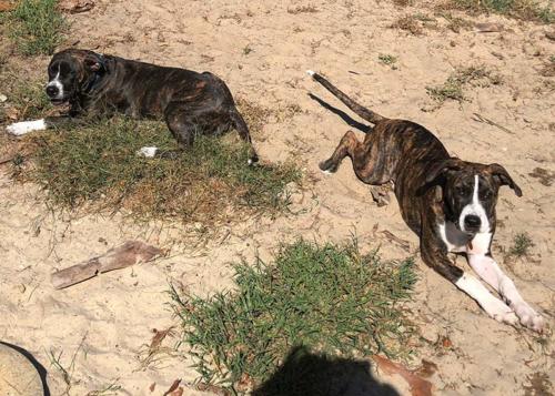 Clyde & Cai